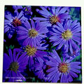 aster purple tile